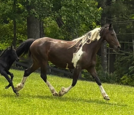 HorseID: 2311020 Celeste RM - PhotoID: 1095772