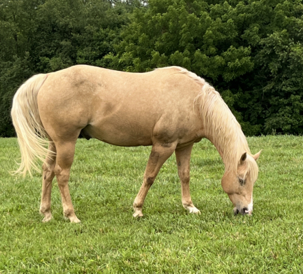 HorseID: 2311030 Dusty Gold Buck - PhotoID: 1095787