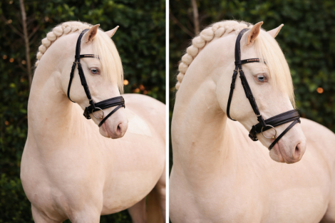 HorseID: 2311033 Jasper EDI - PhotoID: 1095790
