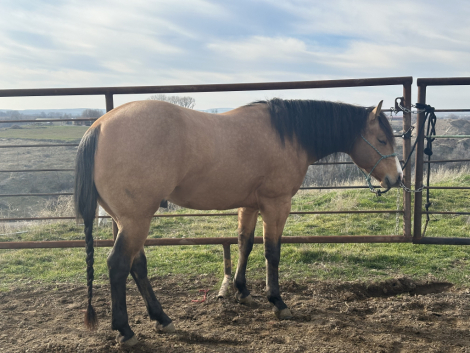HorseID: 2311037 Hat J Cash N Chex - PhotoID: 1095798