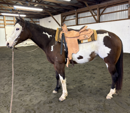 HorseID: 2311040 PF Jules - PhotoID: 1095804