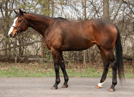 HorseID: 2311041 Lucky Flush - PhotoID: 1095805