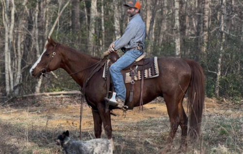 HorseID: 2311042 Marty - PhotoID: 1095806