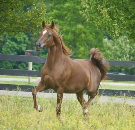 HorseID: 2311043 Multiple times champion mare - PhotoID: 1095809