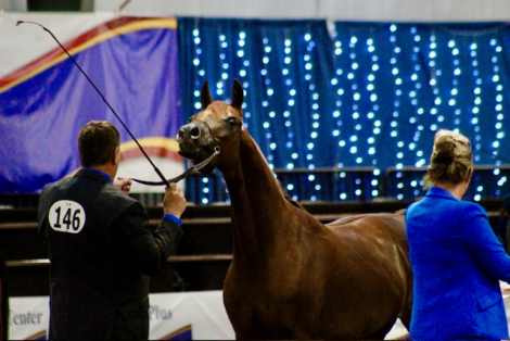 HorseID: 2311043 Multiple times champion mare - PhotoID: 1095811