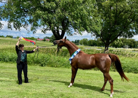 HorseID: 2311043 Multiple times champion mare - PhotoID: 1095812