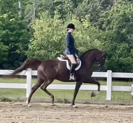 HorseID: 2311043 Multiple times champion mare - PhotoID: 1095813