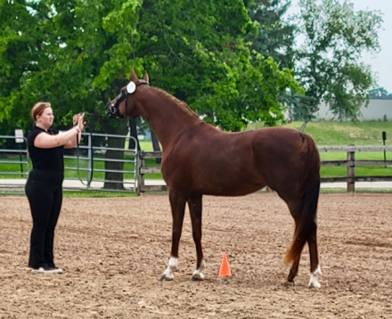 HorseID: 2311043 Multiple times champion mare - PhotoID: 1095814