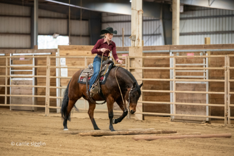 HorseID: 2311044 MISSIN THE WHIZKEY - PhotoID: 1095815