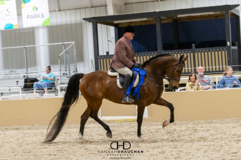 HorseID: 2311047 SA Debutante - PhotoID: 1095816