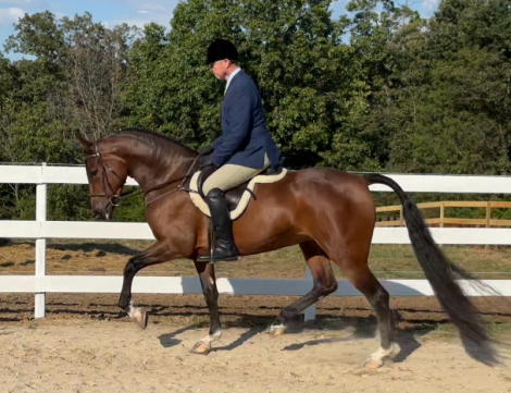 HorseID: 2311047 SA Debutante - PhotoID: 1095817