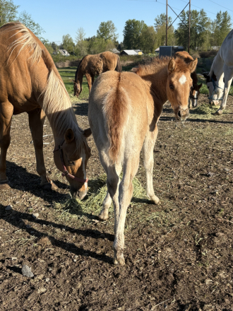 HorseID: 2311048 Prim - PhotoID: 1095818
