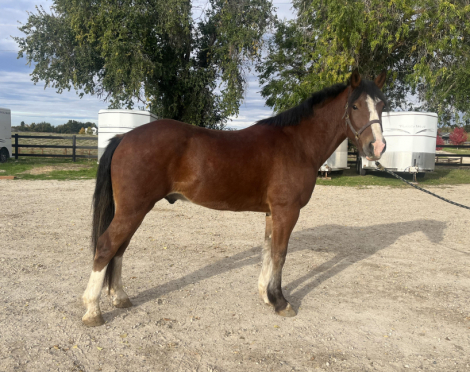 HorseID: 2311049 SULLIVAN - PhotoID: 1095820