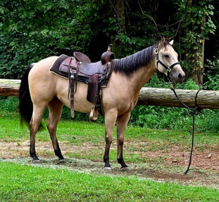 HorseID: 2311055 This Guns Certified - PhotoID: 1095826