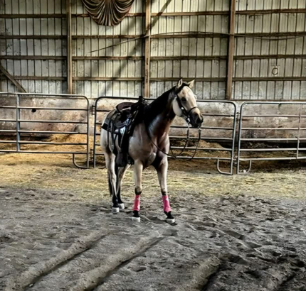 HorseID: 2311055 This Guns Certified - PhotoID: 1095827