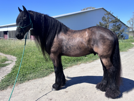 HorseID: 2311057 Romke - PhotoID: 1095828