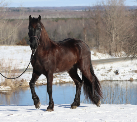 HorseID: 2311058 Espresso By Midnight - PhotoID: 1095831