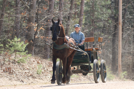 HorseID: 2311058 Espresso By Midnight - PhotoID: 1095832