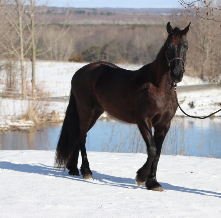 HorseID: 2311058 Espresso By Midnight - PhotoID: 1095833