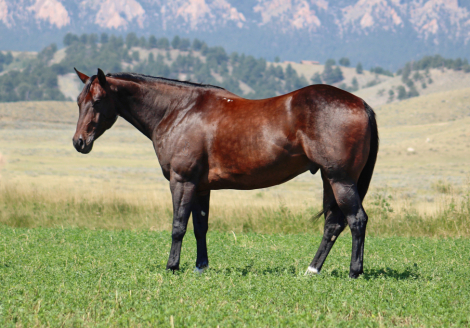 HorseID: 2311061 Kicked Up Diesel - PhotoID: 1095834