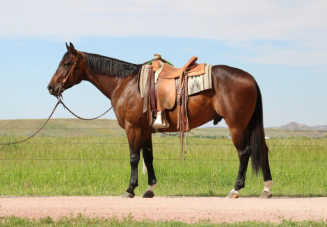 HorseID: 2311061 Kicked Up Diesel - PhotoID: 1095836