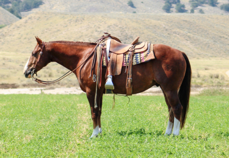 HorseID: 2311062 Silver Dual Hunka - PhotoID: 1095838