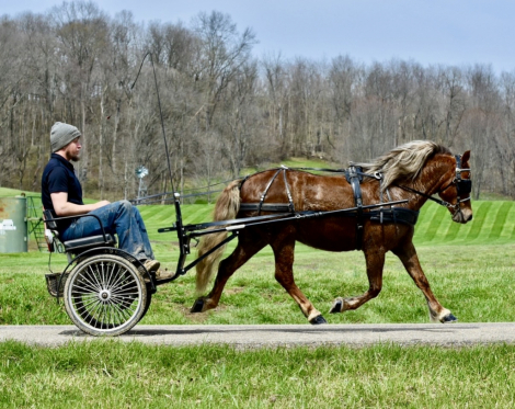 HorseID: 2311068 Ranger - PhotoID: 1095839