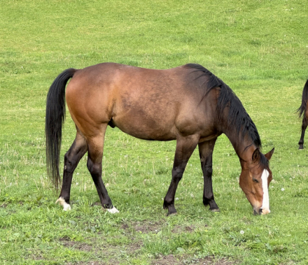 HorseID: 2311070 Whiskyncaronacartel - PhotoID: 1096142