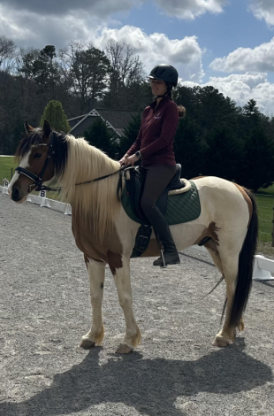 HorseID: 2311073 CHARLIE - PhotoID: 1095847