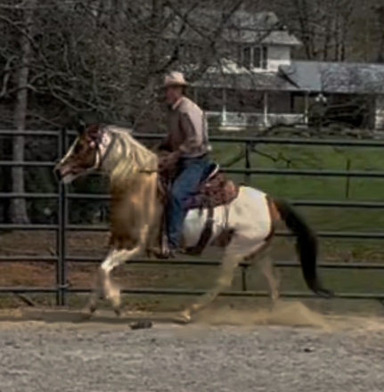 HorseID: 2311073 CHARLIE - PhotoID: 1095848