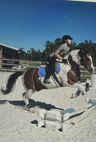 HorseID: 2311073 CHARLIE - PhotoID: 1095849