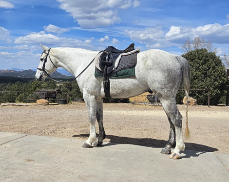 HorseID: 2311074 Spirit - PhotoID: 1095841