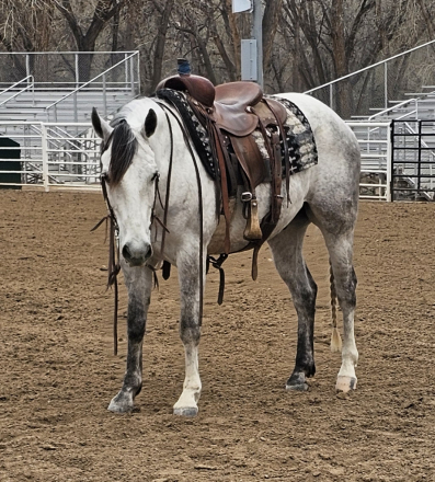 HorseID: 2311074 Spirit - PhotoID: 1095842