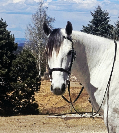 HorseID: 2311074 Spirit - PhotoID: 1095843