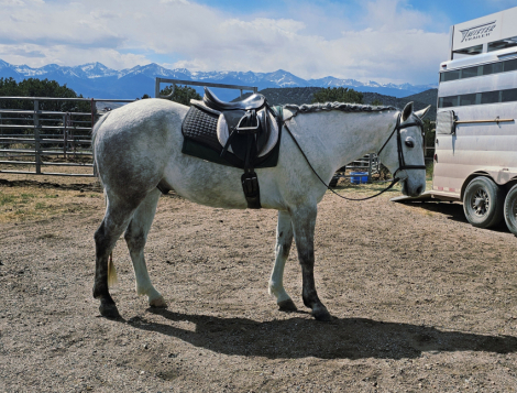 HorseID: 2311074 Spirit - PhotoID: 1095844