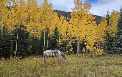 HorseID: 2311074 Spirit - PhotoID: 1095845