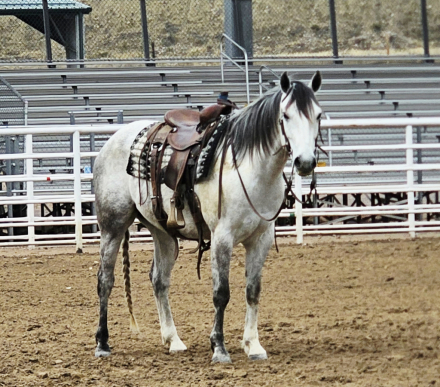 HorseID: 2311074 Spirit - PhotoID: 1095846