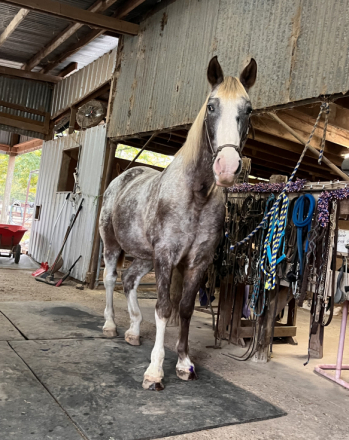 HorseID: 2311078 Huckleberry - PhotoID: 1095860