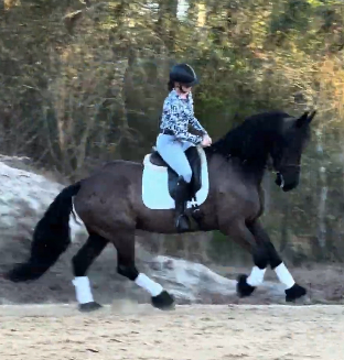 HorseID: 2311079 Lucas - PhotoID: 1095856