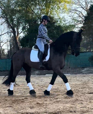 HorseID: 2311079 Lucas - PhotoID: 1095857