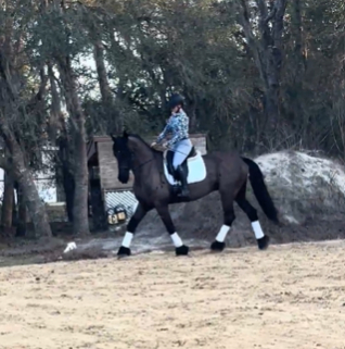 HorseID: 2311079 Lucas - PhotoID: 1095858