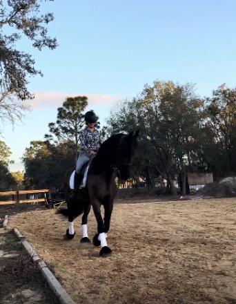 HorseID: 2311079 Lucas - PhotoID: 1095859