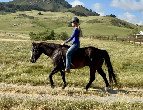 HorseID: 2311080 Midnight Chew - PhotoID: 1095851