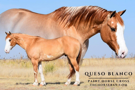 HorseID: 2311081 Queso Blanco - PhotoID: 1095852