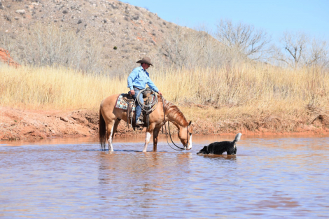 HorseID: 2311081 Queso Blanco - PhotoID: 1095854