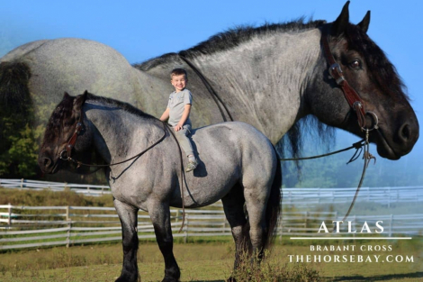 HorseID: 2311083 Atlas - PhotoID: 1095862