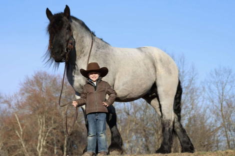 HorseID: 2311083 Atlas - PhotoID: 1095864