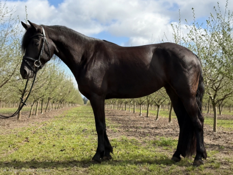 HorseID: 2311084 Mocha SC - PhotoID: 1095872