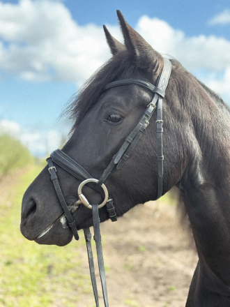 HorseID: 2311084 Mocha SC - PhotoID: 1095873