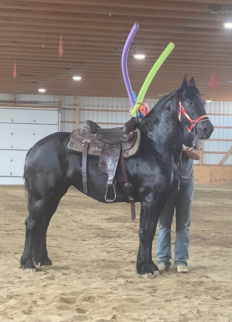 HorseID: 2311087 Ophelia of Tawnahai - PhotoID: 1095956